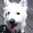 dogvanilla's profile image