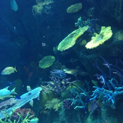 mizu_tama62's profile picture. 