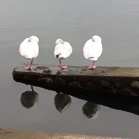 Impepinable (@impepinable2020) 's Twitter Profile