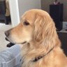 rjcrock2003's profile picture. World Peace | Traveler | Health | Explorer | Pilot | Pet Lover | Go Leafs | Egalitarian | Human Rights | Space | 🚫Putin | 🚫 Megacorps | XRP |  Love Goldens