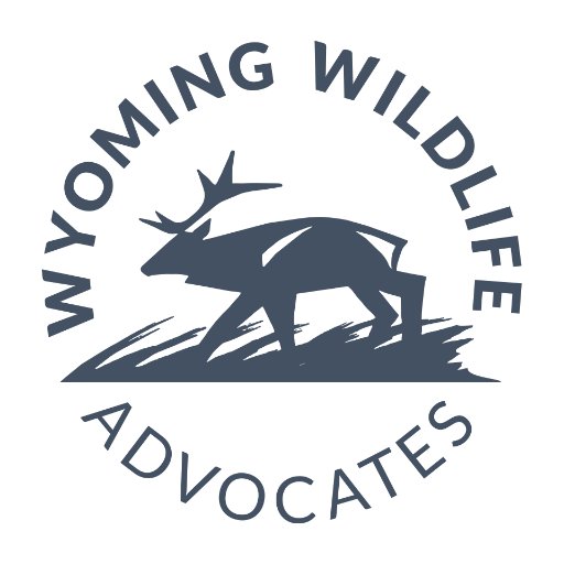 Do you care about Wyoming wildlife & what happens to them in the future? Take action with us to preserve grizzly bears, wolves & elk! 🐻🐺🦌 #wwawildlife