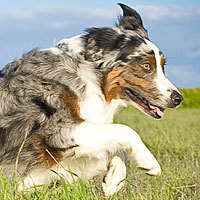 The #1 Australian Shepherd Lovers Resource, Forums & Photos, Free Newsletter, Aussie Info & Articles, Dog Training Tips, Health and Grooming, Breeder Directory