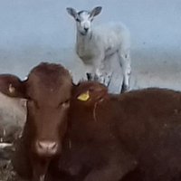 David Camp (@daynesfarm) 's Twitter Profile Photo David Camp (@daynesfarm) 's Twitter Profile Photo