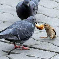 Adalet LAZIM HERKESE (@lazimherkese) Twitter profile photo