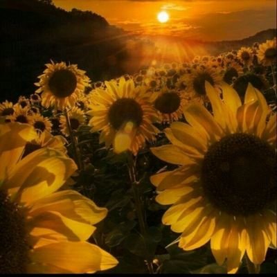 picture Sunflower And Roses Pictures sunflowers roses shelby83362193
