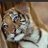 viau_danielle's profile image