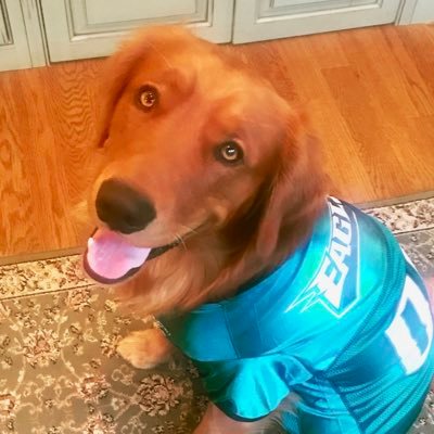 MortytheG's profile picture. Just a Golden Retriever from Philly following my frens with some retriever love. 🐾💕 No underdogs here.  #flyeaglesfly 🦅🏈