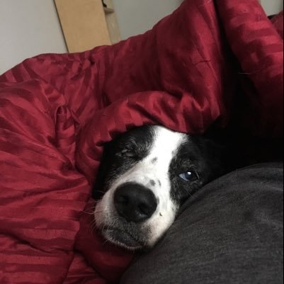 eelazeela's profile picture. 