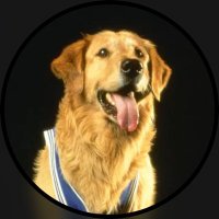 Air Bud 🏀🐕(@AIRBUD) 's Twitter Profile Photo