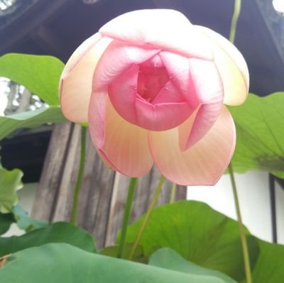 ささんのプロフィール画像