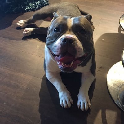 Crazy, fun-loving, dedicated pet