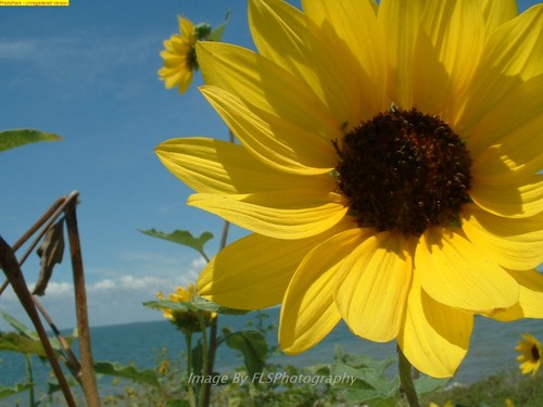 erenwall's profile picture. Photographer specializing in Landscapes, Seascapes and Florals ! From Houston, Texas I work all over Texas !