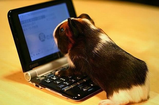 Senior Intel Analyst / Data Miner / OSINT / Counter Terrorism / Guardian.