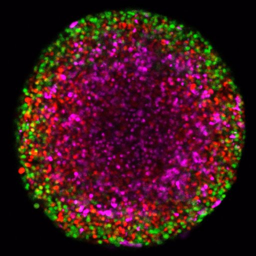 Haass_Melanoma_lab Profile