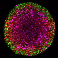 Haass_Melanoma_lab(@HaassLab) 's Twitter Profile Photo