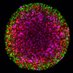Haass_Melanoma_lab (@haasslab) Twitter profile photo Haass_Melanoma_lab (@haasslab) Twitter profile photo
