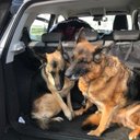 Tracy Treadwell - @triggatrace - Twitter