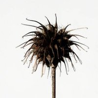 MediBot (@mediationsbot) 's Twitter Profile Photo