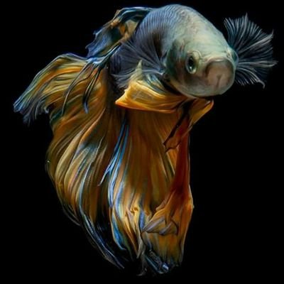 NapAnyos's profile picture. 