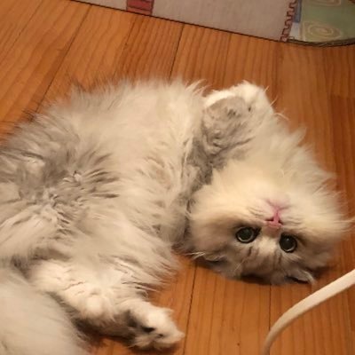 COC1331's profile picture. ฅ^•ﻌ•^ฅマノ ♂ 🎂12/14 👑 ミヌエット 🐾パパマンチカン🐾ママペルシャ🐾この子は耳折れ ゲーム垢からにゃんこ垢に変更₍˄·͈༝·͈˄₎◞ෆ⃛̑̑ෆ⃛