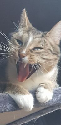 sant_venganza's profile picture. 