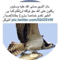 انور (@mpi4cf1pdjbatmc) 's Twitter Profile