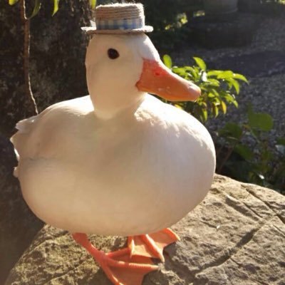 does duckie have follower emotes yet