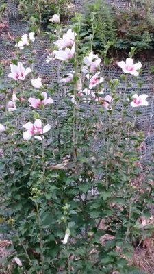 kagoya2017's profile picture. 神峯山寺、本山寺のふもとでお茶やお食事ができるお店をやっています☺
ご飯は薪🔥で炊くかまどのご飯です😋
季節の行事を楽しみながら高齢姉妹でのんびりやっています😌
営業日:土曜・日曜・祝日の月曜8:00～16:00　オーダーストップ15:30です😌
ご予約はお電話でお願い致します☎072-687-3422