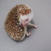 みなみ小金井動物病院 (@kimutoo) Twitter profile photo
