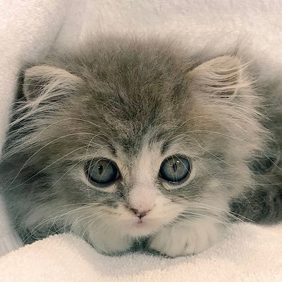 自然豊かな那須高原で猫のブリーダーをしています。マンチカン、ミヌエット、サイベリアンなど人気の子猫を大切に育てています🐈 ブリーダー直販で子猫をお迎えしたい方、いつでも見学OK！那須インターから5分の便利な場所にあります。只今続々と子猫誕生中〜✨お気軽にお問い合わせください。