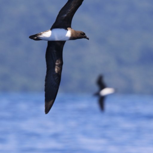 A Critically Endangered seabird, lost for 75 years. Rediscovered in Papua New Guinea, it's breeding grounds remain unknown.
