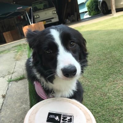 leonyleoleo's profile picture. 杉二→東田→日学→東京動物元28期生 、 年内パズドラランク1000目標 、パズドラ と寝るが生きるモチベ 学校以外はパズドラでランク上げ、いいねは割と適当に 無言フォローすいません