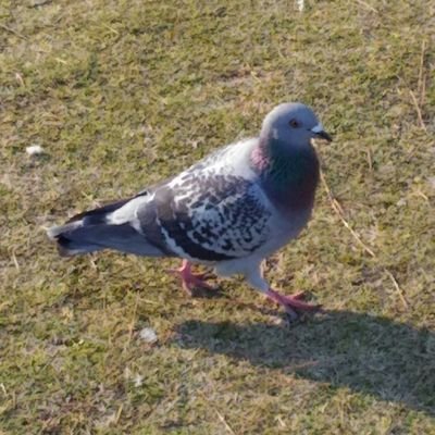 md_tm_tr_md's profile picture. 流れてくる飯テロにいいねを押す人。#ミリオンダウト