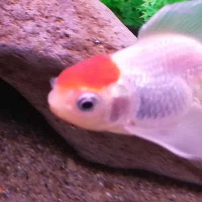 ナテさんのプロフィール画像