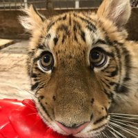 Tiger Spirit (@mslonesomeblues) 's Twitter Profile