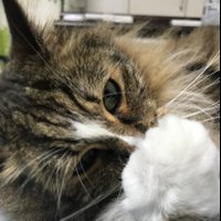 あいぜん📷 (@pho4989) 's Twitter Profile
