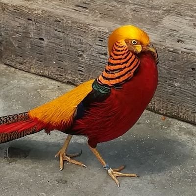 笙子さんのプロフィール画像