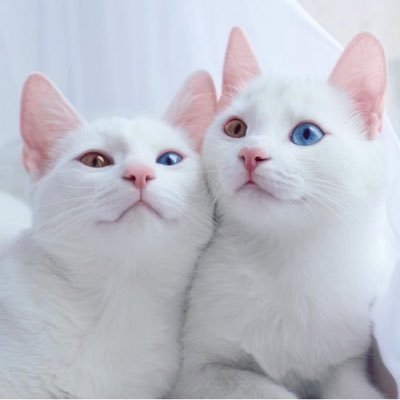 4HJ0HQDGlHG0UZ1's profile picture. 趣味のアカウント