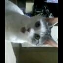 Ana Celia Andrade - @H0ly0range - Twitter