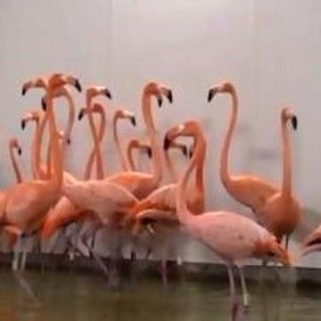 This account celebrate the resilience of #Africa sons and daughters standing strong against alll odds just as magnificent #flamingo