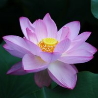 oyaji-x_photo (@oyaji_photo) 's Twitter Profile Photo oyaji-x_photo (@oyaji_photo) 's Twitter Profile Photo