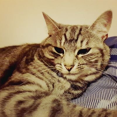 Spilfizz's profile picture. 