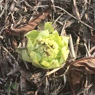 kuwanakyakatenu's profile picture. デ部