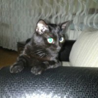 mk (@memetkarakoc) 's Twitter Profile