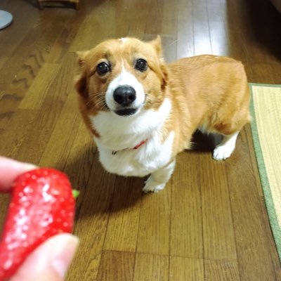 tenchan67's profile picture. 三重の田舎🌾→大阪の古墳のある街→京都の鳥居がいっぱいある街⛩️🦊 #健康運動指導士 #心臓リハビリテーション指導士 #腎臓リハビリテーション指導士