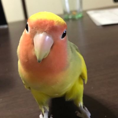 yoda39lezele's profile picture. 競馬好き、MTG復帰者