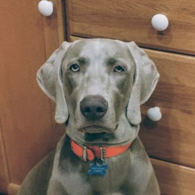 3ricth3r3d's profile picture. Lives w 2 mice 2 cats, 2 dogs, several hives of bees and a colony of beaver. If we can get along what excuse do you have for your hate?