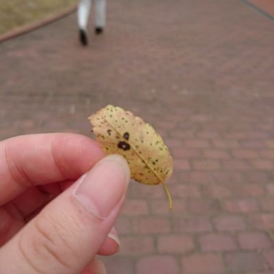 うまい飯とときどき舞台と日々に寄り添う音楽と見てる人を見るのが好き
／おやつの鳩時計  @oyatsunohato