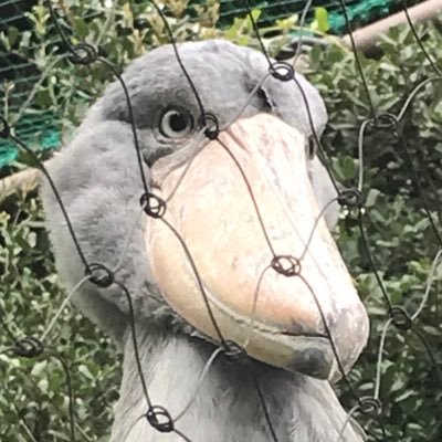 DZpwfxH22Z7nZdp's profile picture. 米津さんと甘いのとねこちゃんだいすき！