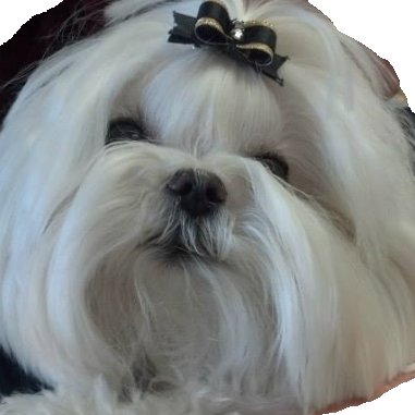 My passions: Politics, music, animals, and anomalies. Conservative with traditional values
🇺🇸 #DOGE
Followed by John Cena - 1 of 1M
Please: NO follow trains